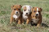 AMSTAFF  PUPPIES 118